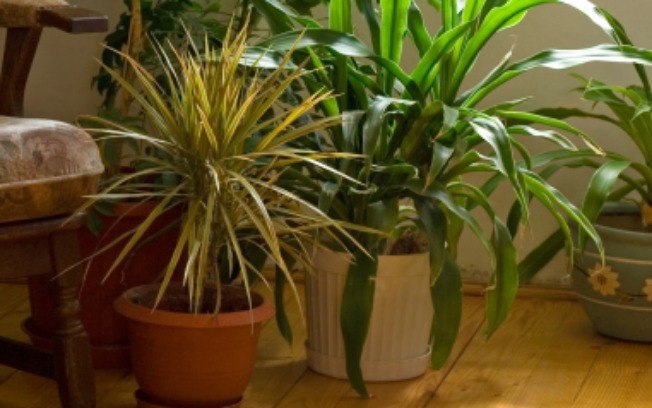 Regar as plantas não é o único cuidado que devemos ter com elas. Procure limpar os vasos com certa frequência