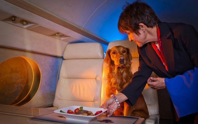 As regras para os pets viajarem de avião são mais rigorosas
