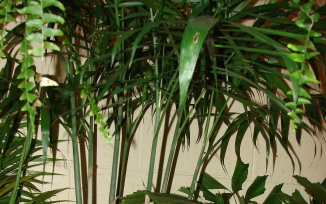 Bambu Palmeira