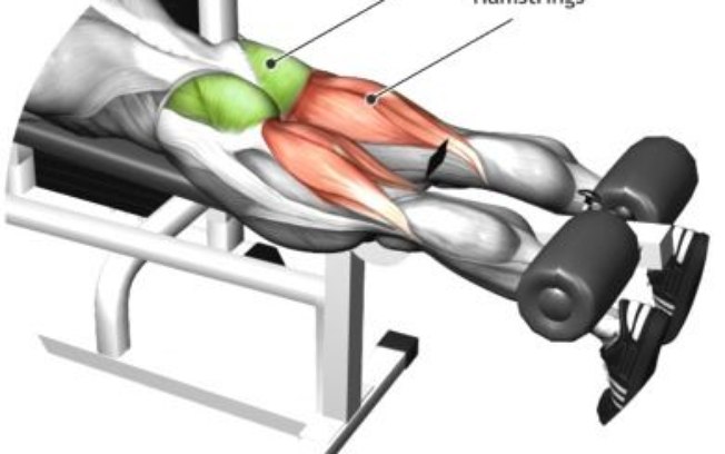 Músculos acionados na mesa flexora
